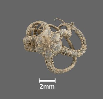 Media type: image;   Invertebrate Zoology OPH-2497 Aspect: dorsal